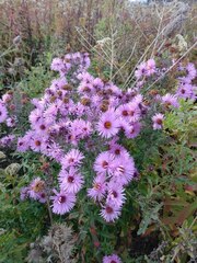 Symphyotrichum novae-angliae