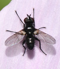 Phania funesta