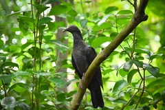 Patagioenas leucocephala