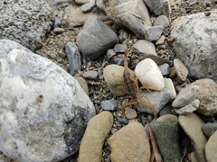 Centruroides vittatus