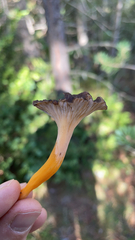 Craterellus lutescens