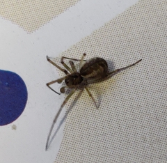 Neriene peltata