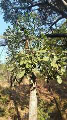 Cussonia transvaalensis