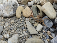Centruroides vittatus