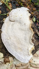 Trametes orientalis