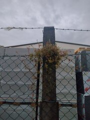 Fallopia