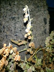 Fallopia