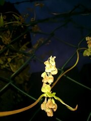 Fallopia