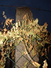 Fallopia