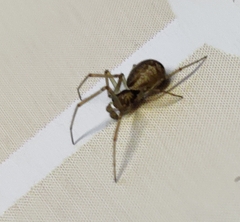 Neriene peltata