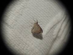 Xanthorhoe ferrugata