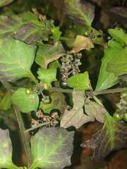 Solanum nigrum
