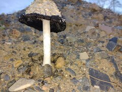 Coprinus comatus