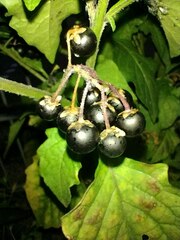 Solanum nigrum