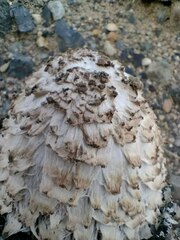 Coprinus comatus