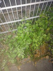 Solanum nigrum