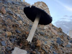 Coprinus comatus