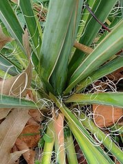 Yucca