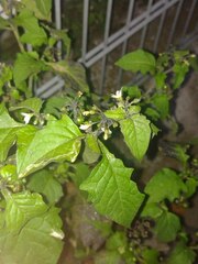 Solanum nigrum