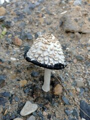 Coprinus comatus
