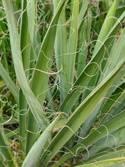 Yucca