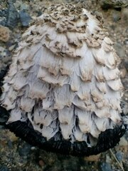 Coprinus comatus