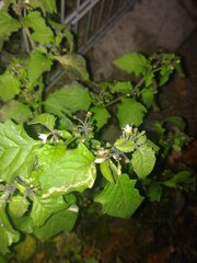 Solanum nigrum