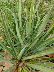 Yucca