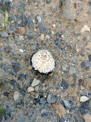 Coprinus comatus