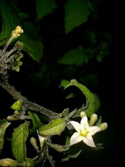 Solanum nigrum