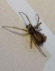 Neriene peltata