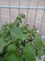 Solanum nigrum