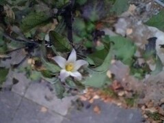 Solanum nigrum