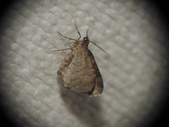 Xanthorhoe ferrugata