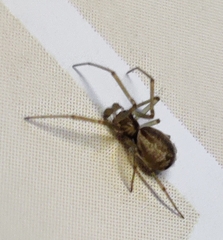 Neriene peltata