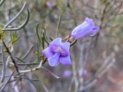 Eremophila ionantha