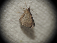 Xanthorhoe ferrugata