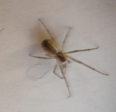 Neriene peltata