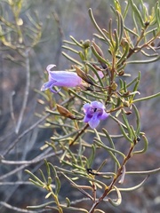 Eremophila ionantha