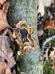 Stereum gausapatum