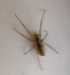 Neriene peltata