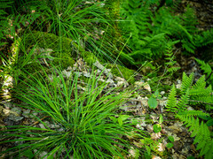 Carex communis
