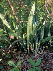 Sansevieria
