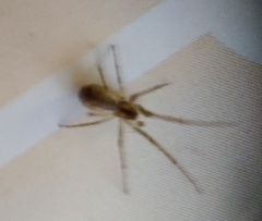 Neriene peltata