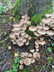 Armillaria ostoyae