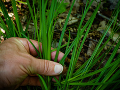 Carex communis