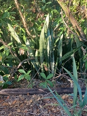 Sansevieria