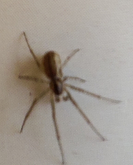 Neriene peltata