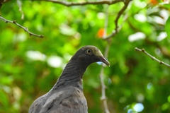 Patagioenas leucocephala