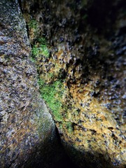 Crepidomanes intricatum